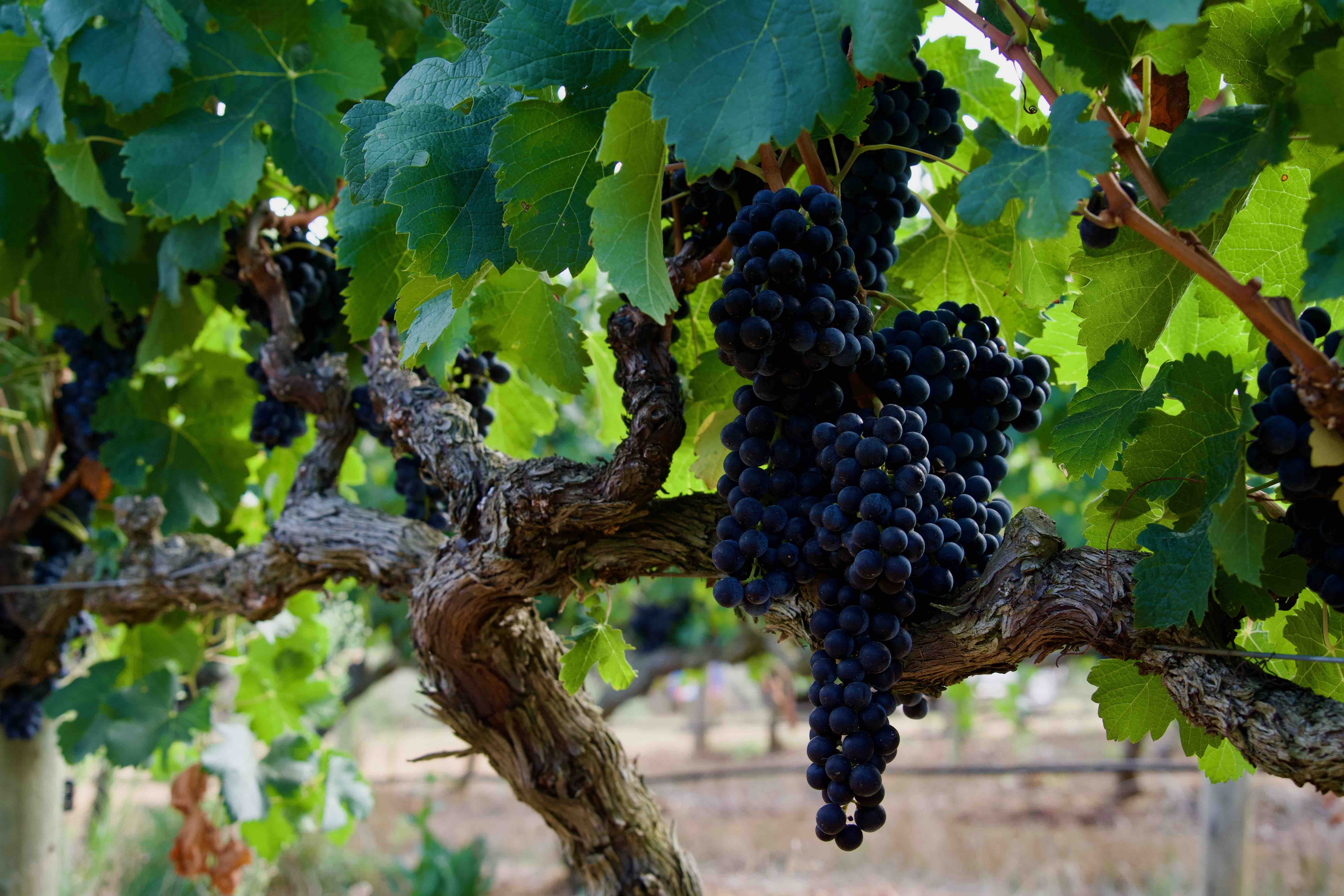 Suppressing mealybugs in table grapes